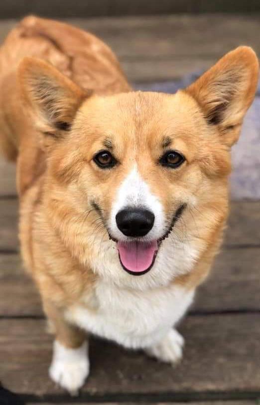 K&N Lil Harley Quinn