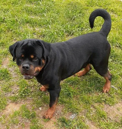 Atilla Von Weiler's House