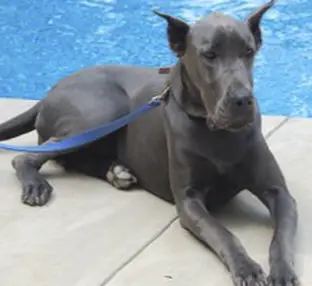 Allens Ridge Kyanite