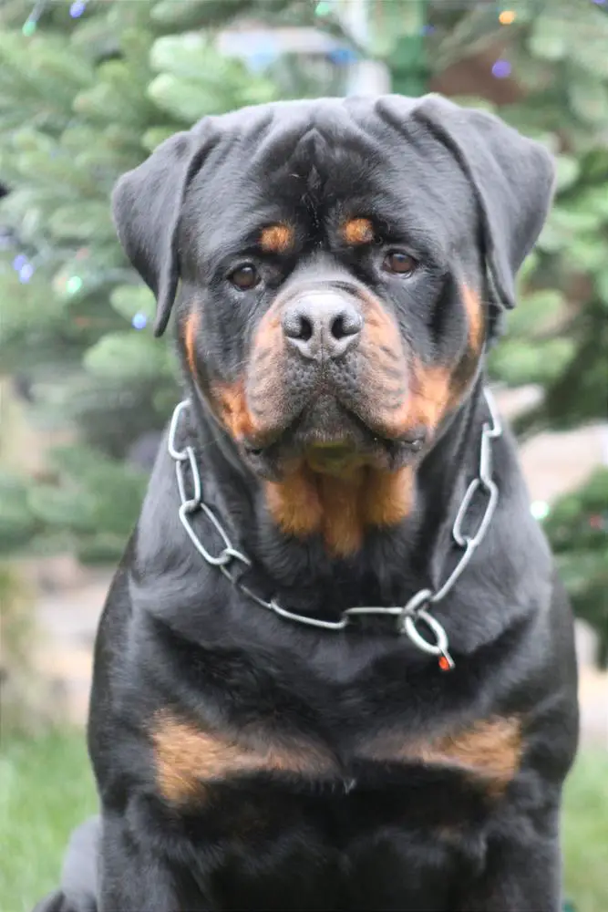 JCh Pl,Ch Ro, 3*JCAC, 3*JBOB, JCACIB, BOS, BOB, 2*CAC Gery vom Hause Edelstein