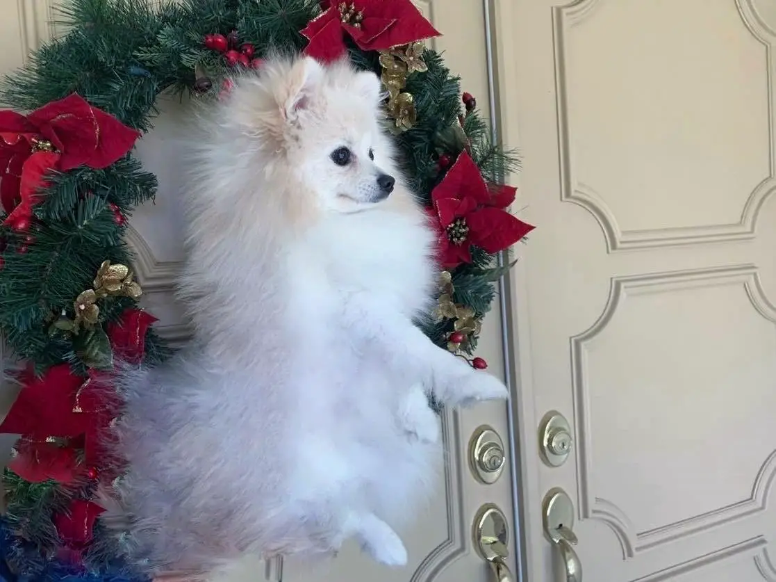 Avalon's White Diamonds