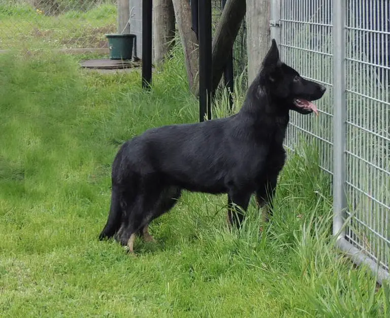 Luna Wolfin von Schraderhaus