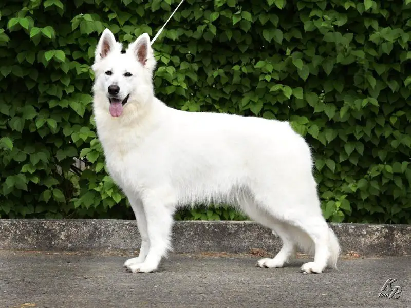 JCh CZ, CCh CZ, BOB, BOS Chris Bílá Merci