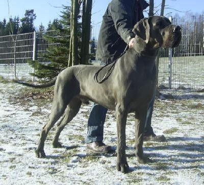 MultiCH Jupp Von Der Wolfshöhle