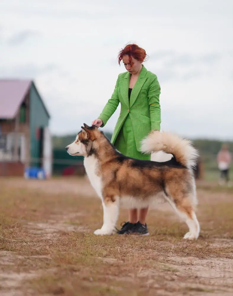 Factor Victory Northern Baby