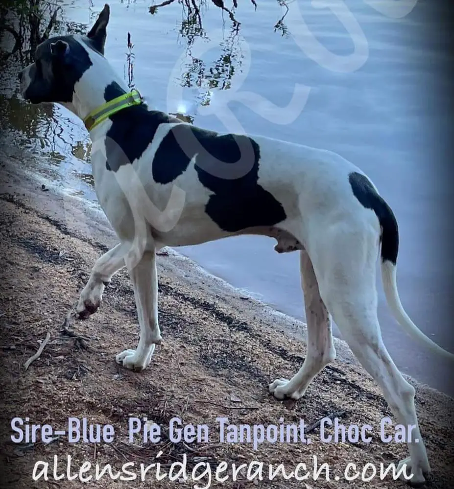 Allen's Ridge Paxton Of Windy Knoll