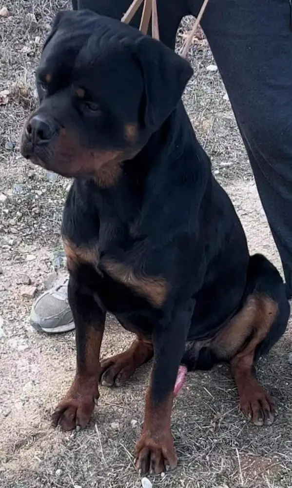 Dolcegabano Rott Shadow Kennel