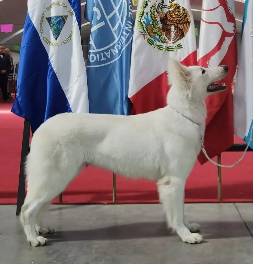 Best of Breed in Mexico 2022, JCH.MX, JCH Internacional CHMX Hubble Bubble Iz Beloy Brigady