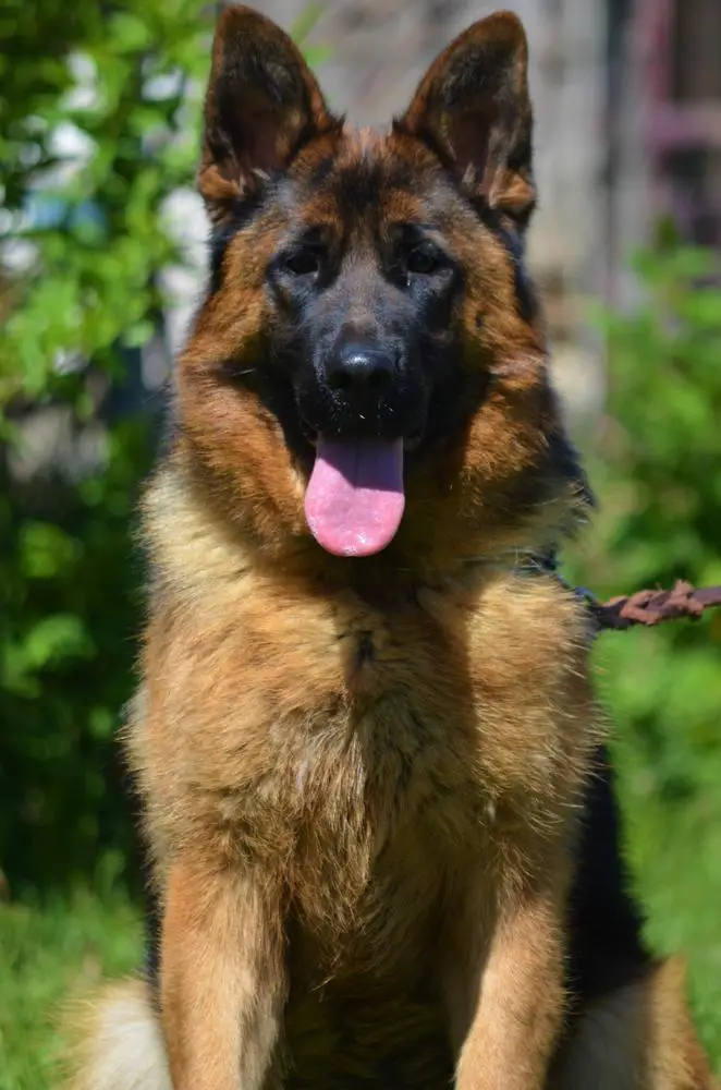 Bagira Team As Trajkovic