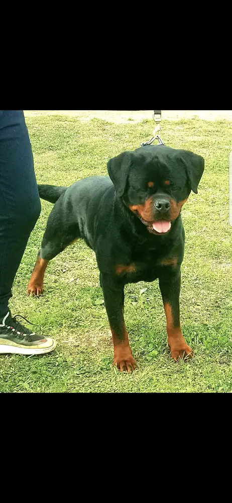 Greta Junior Montagna