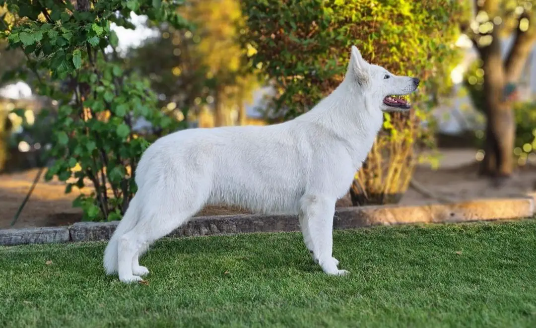 CHES.CHPT.JWW.JCH EIGER THE WINTER SOULS