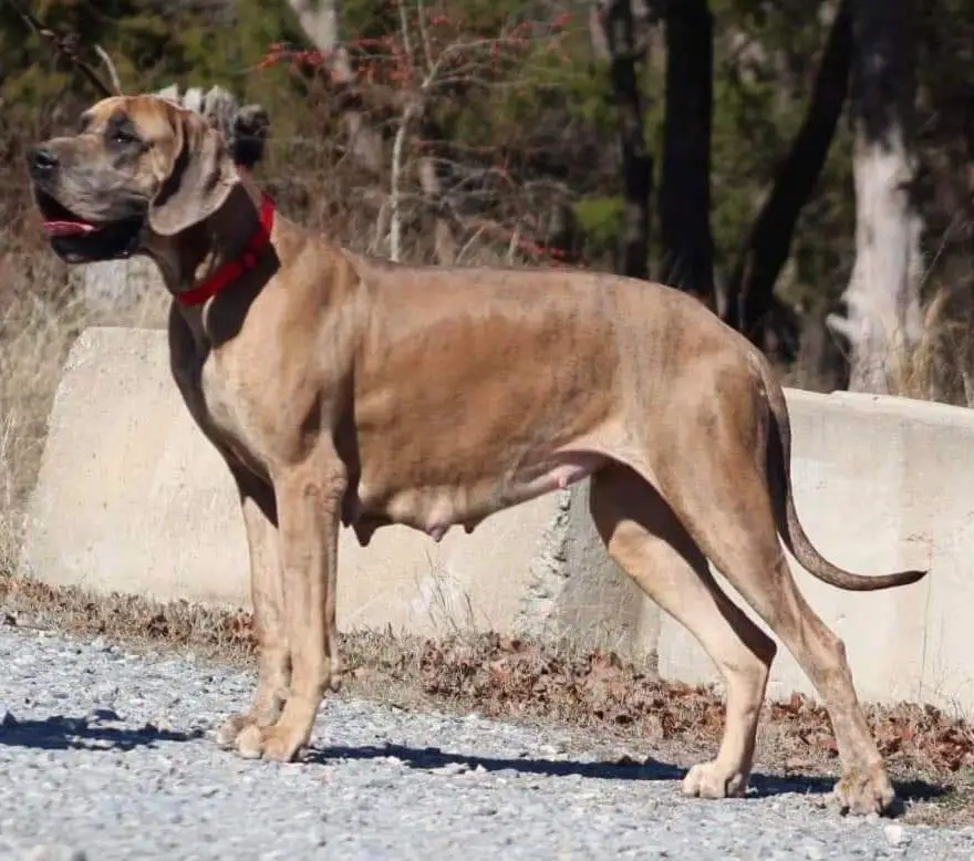 Jasmine De Las Tres Ces