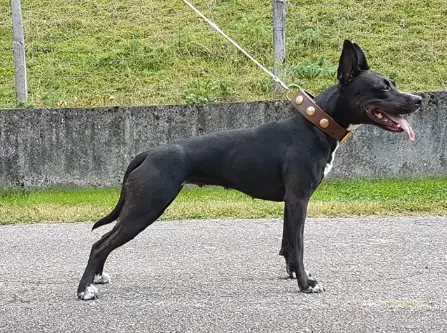 P'pit O'Kuma