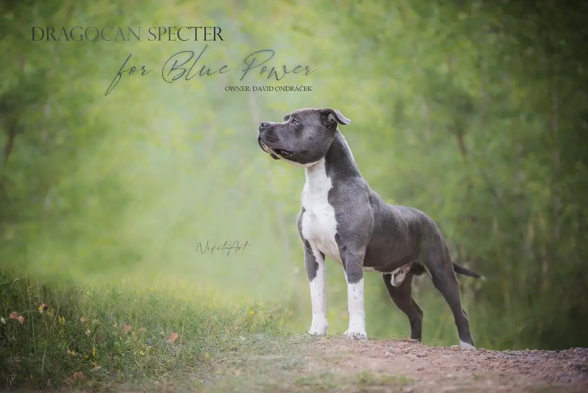 2* CAJC,BOJ, BOB, JBOG I Dragokan Specter For Blue Power