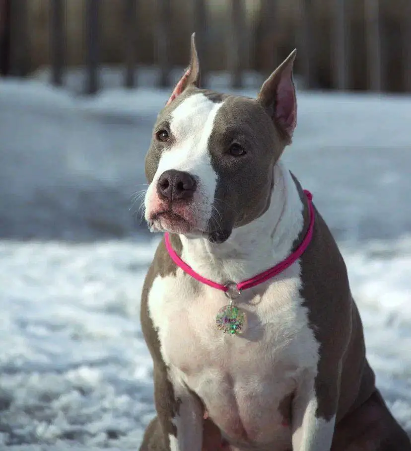 JCh RUS, JCh RKF, Ch RKF Zykoff Target Vileta Grays