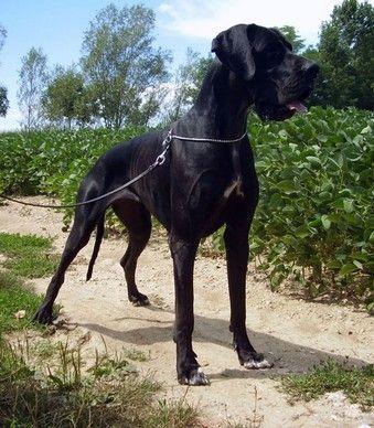 Princess del Nord Ovest