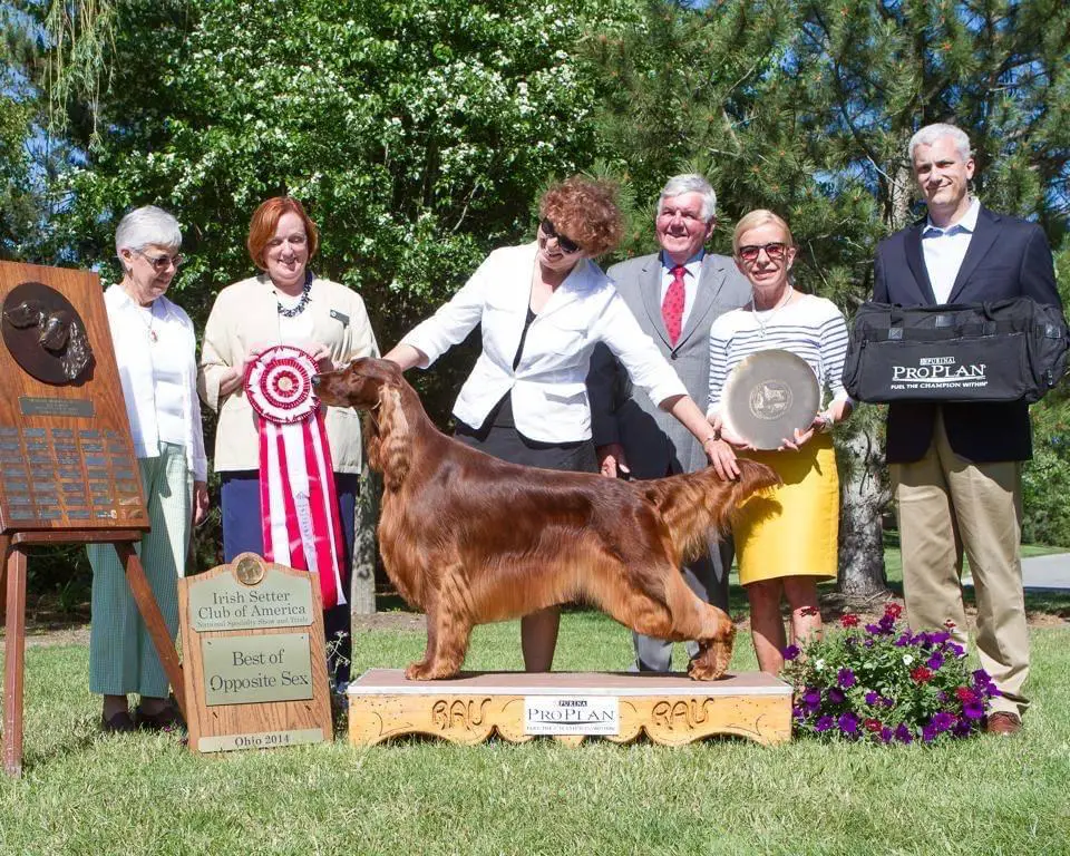 GCH (US) Avon Farm Kingston Rule