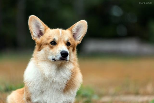 JCh RU, JCh RKF, JCh Club, JGrCh, Ch RU, Ch RKF, Grand Ch RU Andvol Ueston