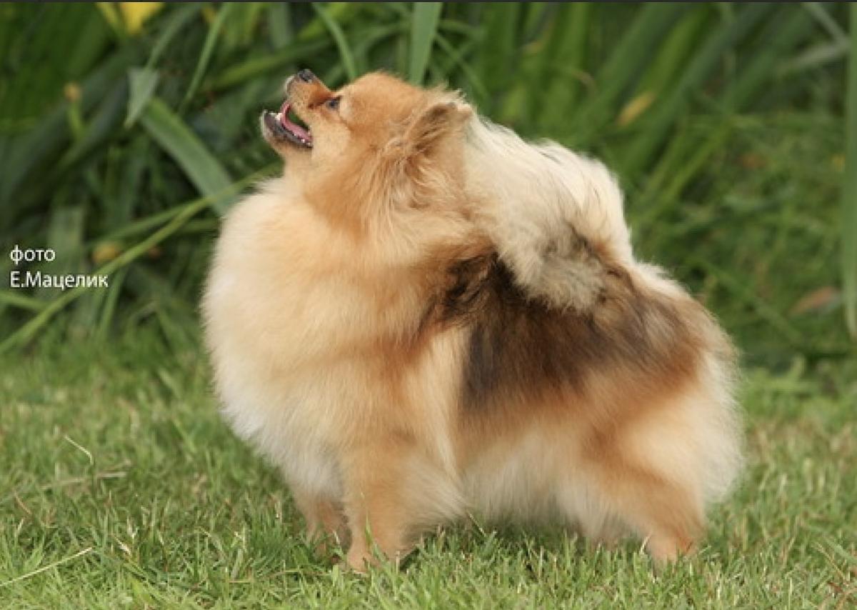 Aj's In Harmony With Janesa’