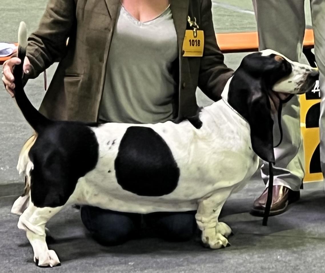 Luxembourg Junior Champion Franbar's Xanthippe To Sicily