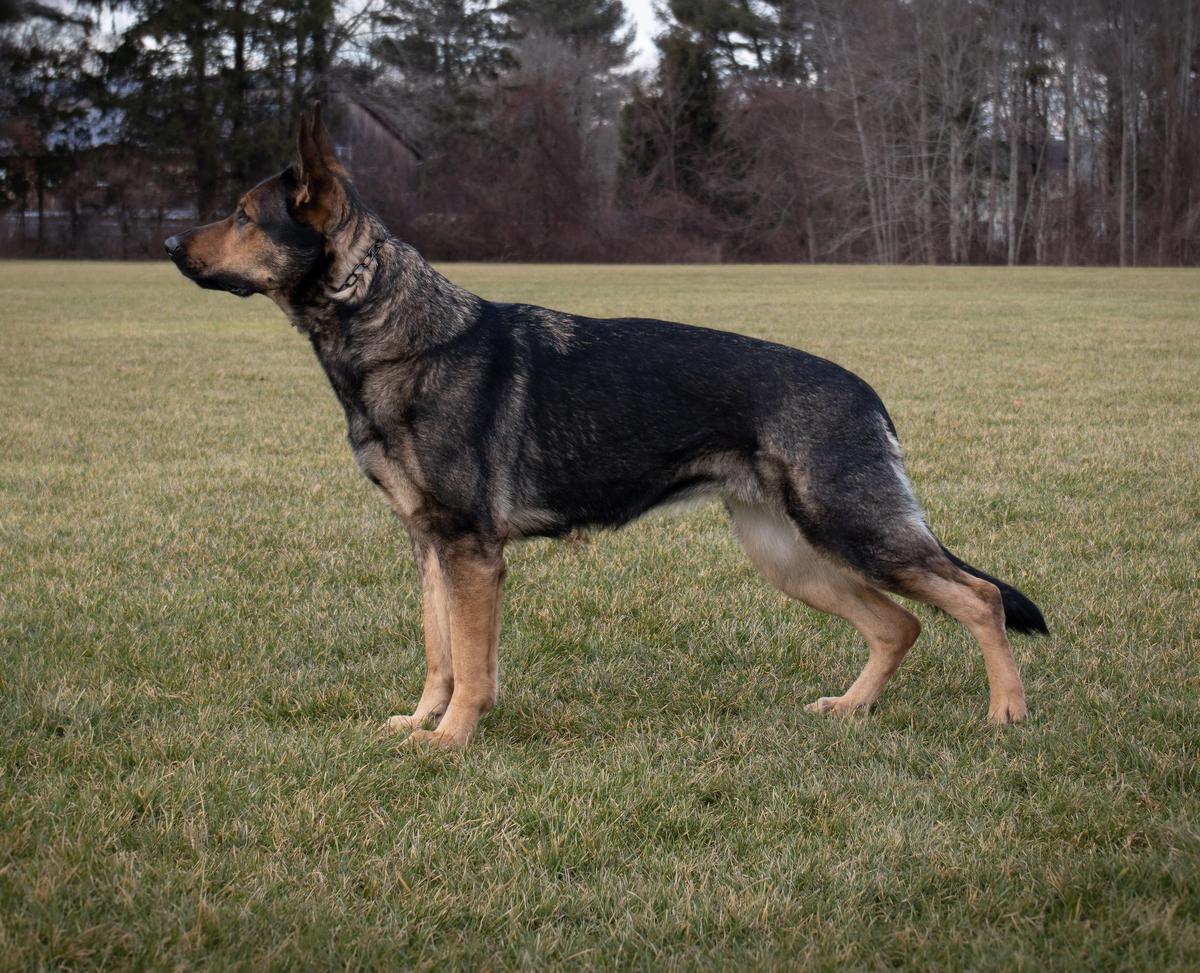 CGCA Piper Lieben Von Nordosten