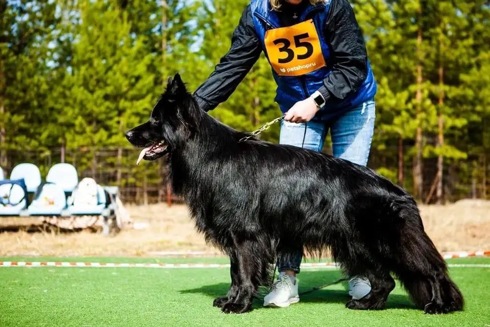 JCH RUS, JCH RKF, CH RUS, CH RKF Sobaka Severa Uillson Black Diamand