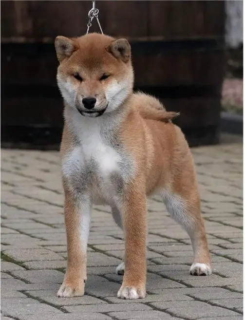 IND.CH AKAI HANA RUICHI