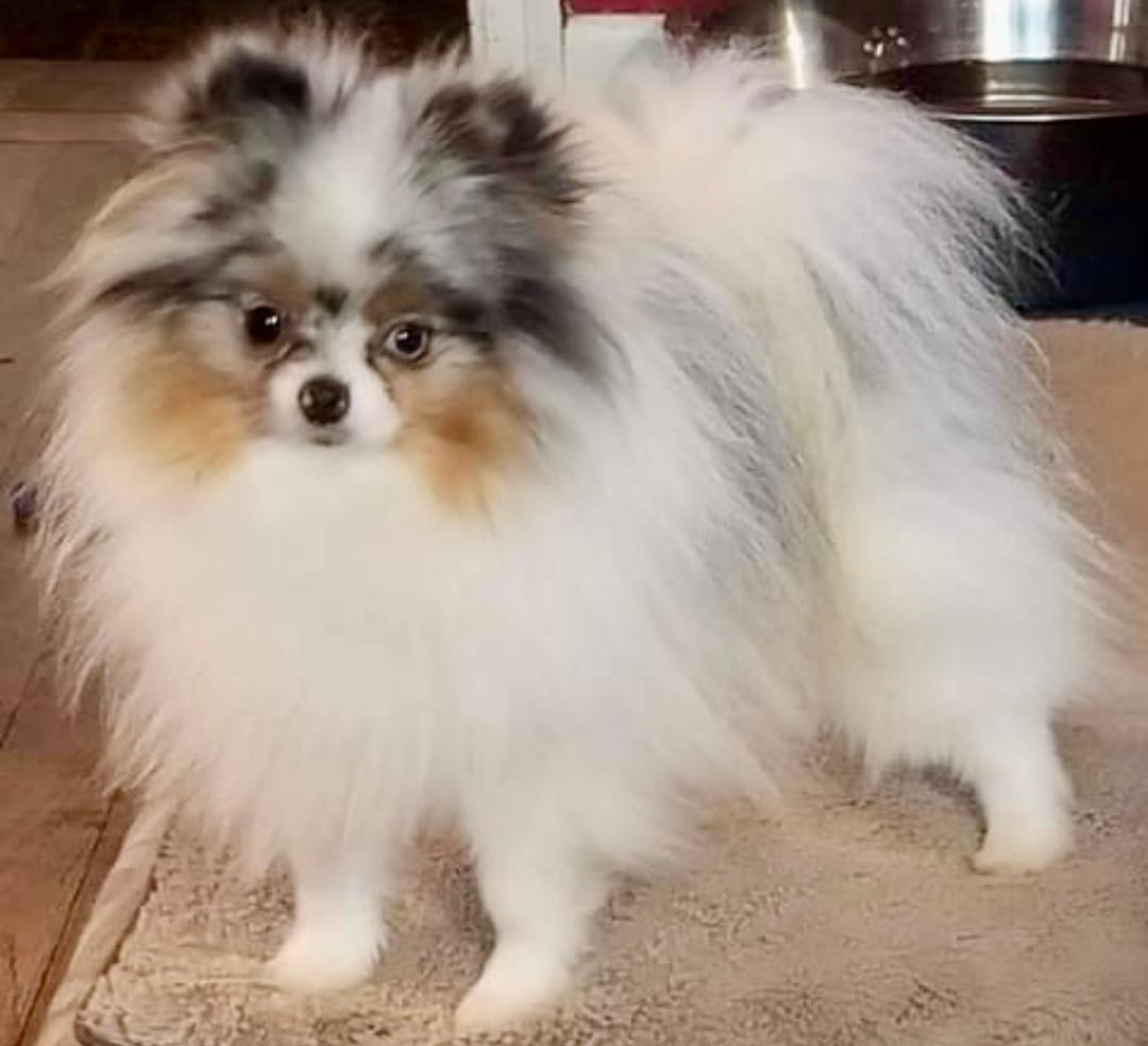 Fonseca's Work of Art Picaso