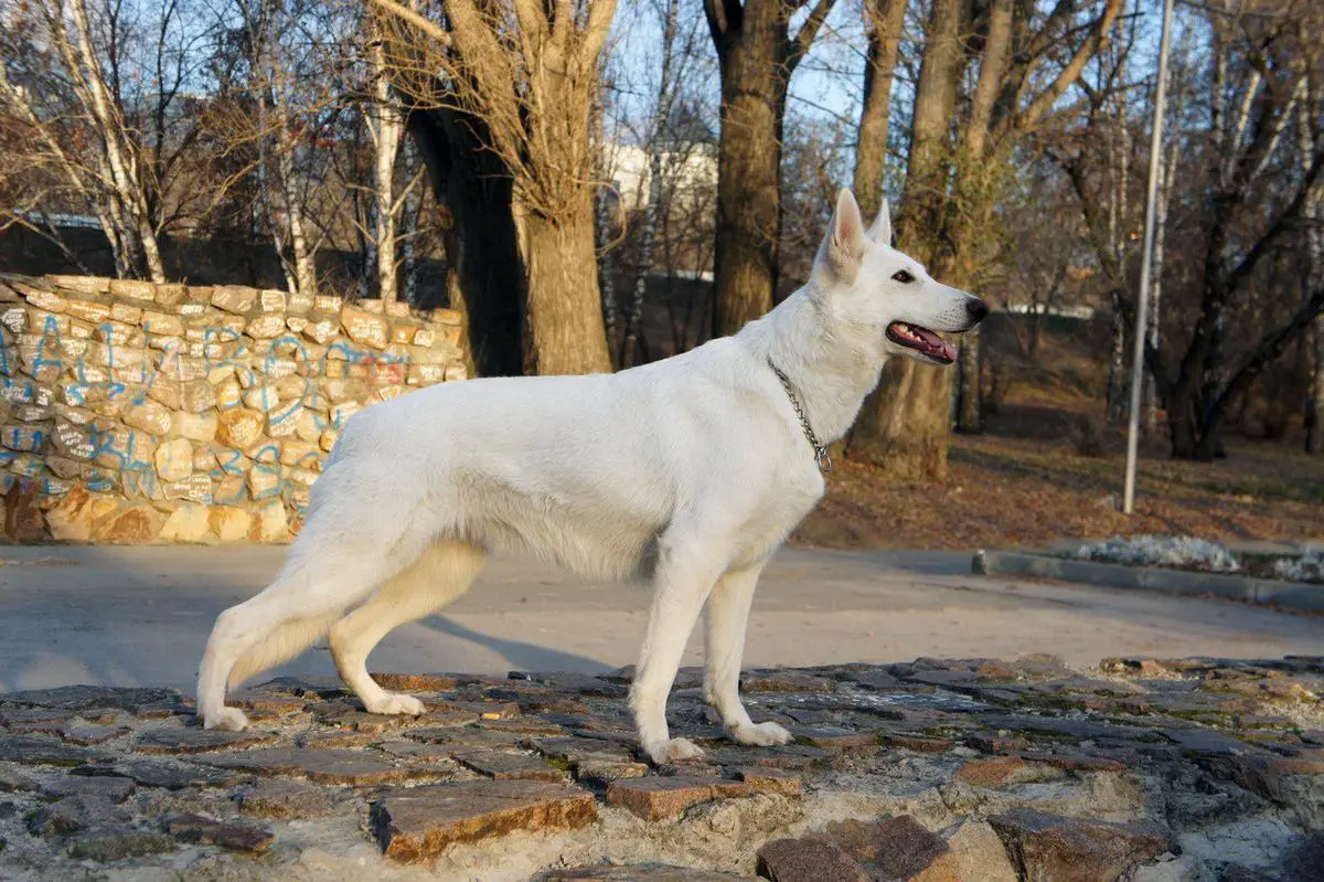 Alma