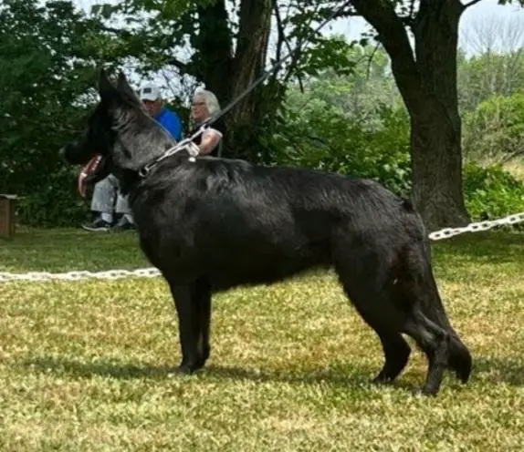 SG Peak von der Hundshardt