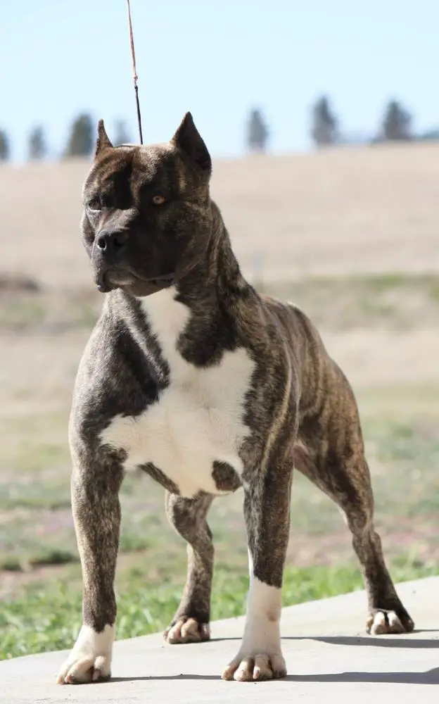 BIMBS GRCH 'PR' Bartin's This Is Why I'm Hot