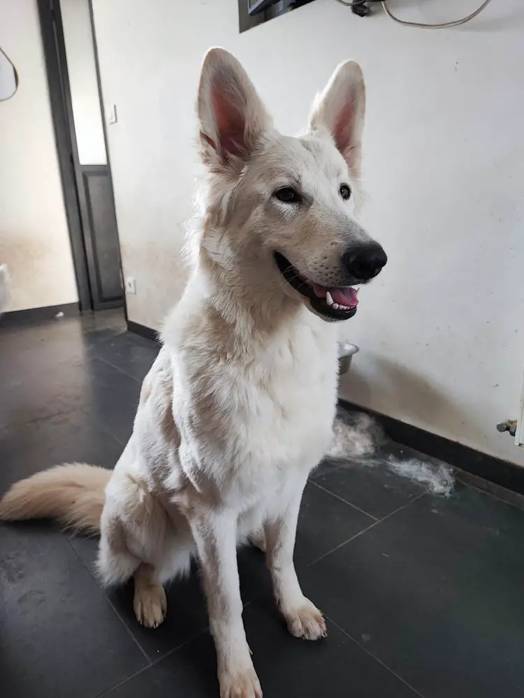 A Midsummer Night's Dream Vom Friauler Zar