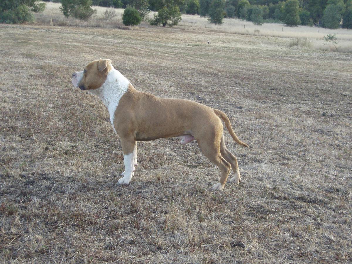 BISS RuBIS CH Rythmnblu Lil Gold Rock