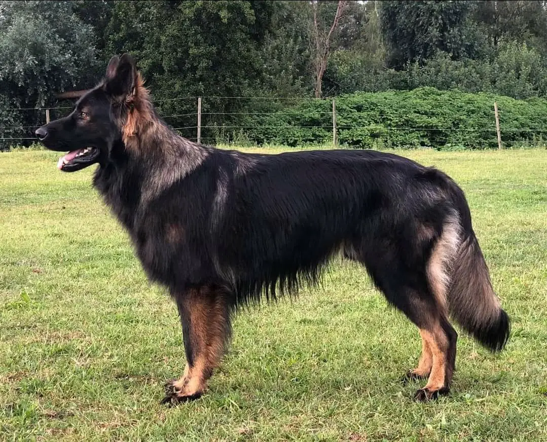 Sultan van't Wolvenpad