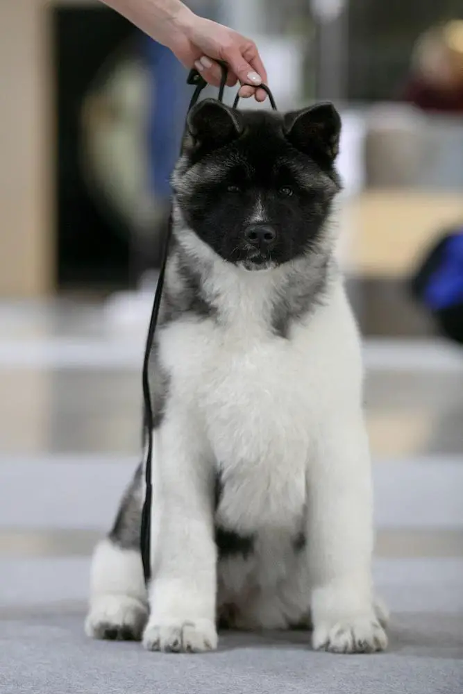 Heavenly Light Nordic Shine