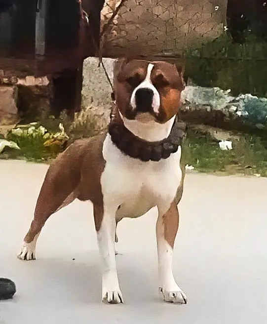 JCh D'Jagua Child In Time