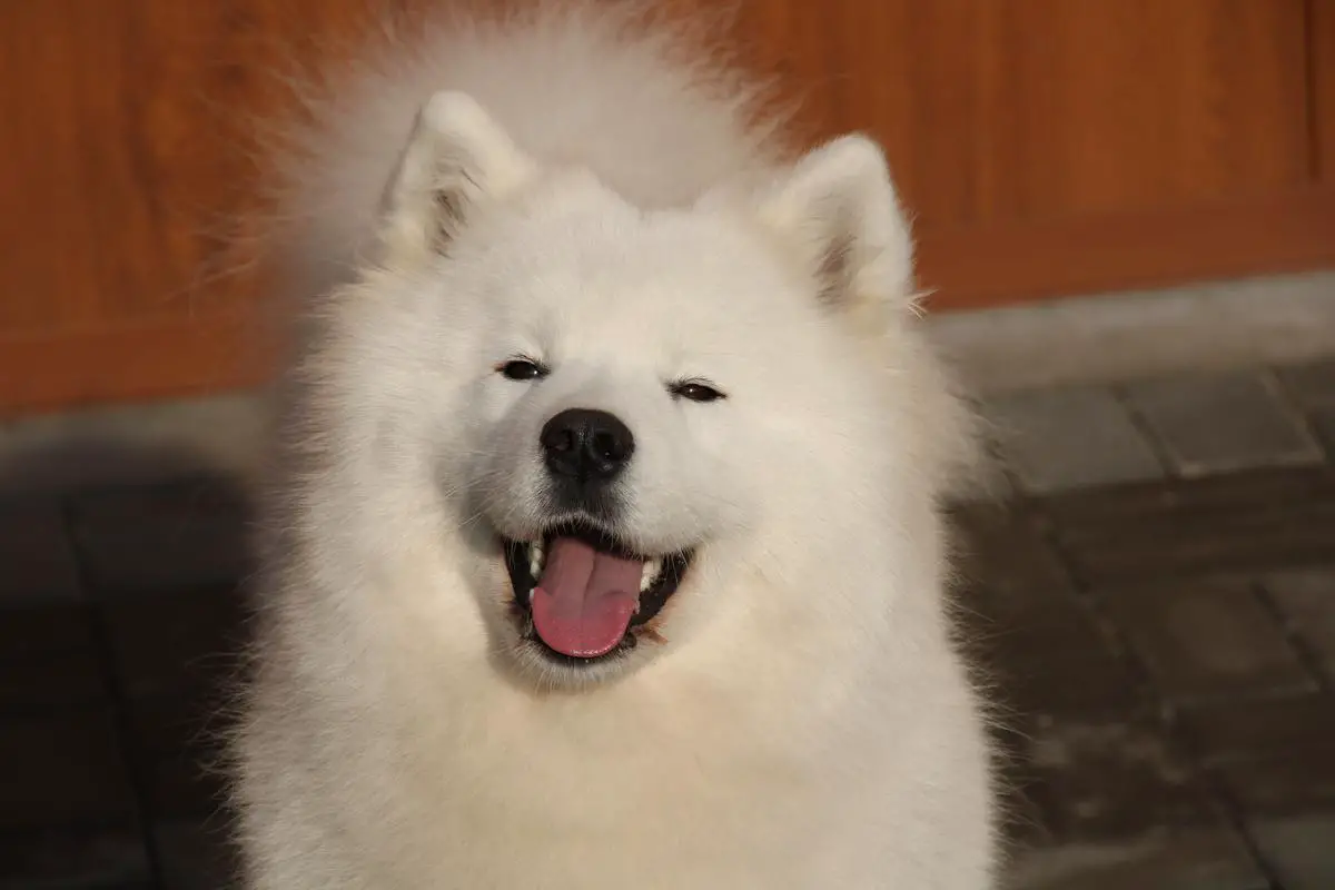 Ch SRB Alkhabor Almira KRISTY PURPLE MAGIC