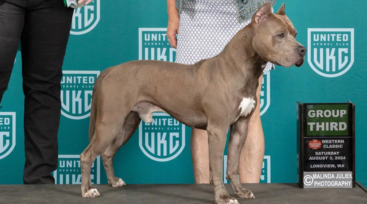 CH UWP 'PR' FLOSI'S BIG GUN BLUED
