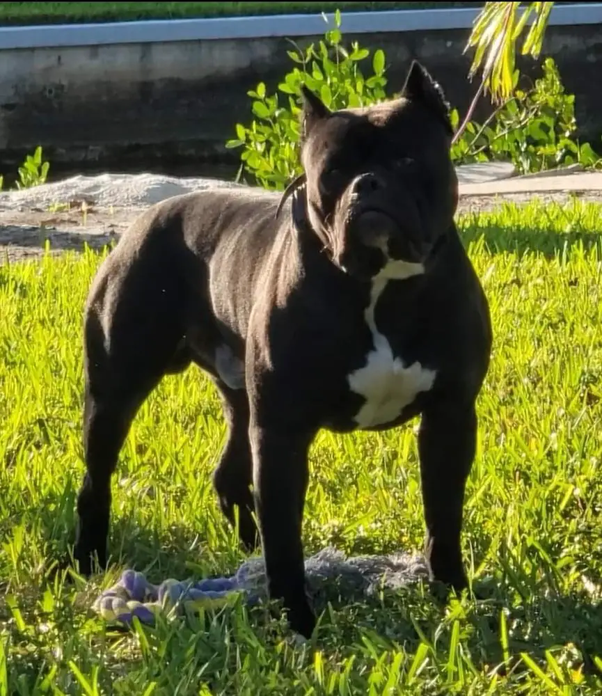 Thor of We Love Bullies