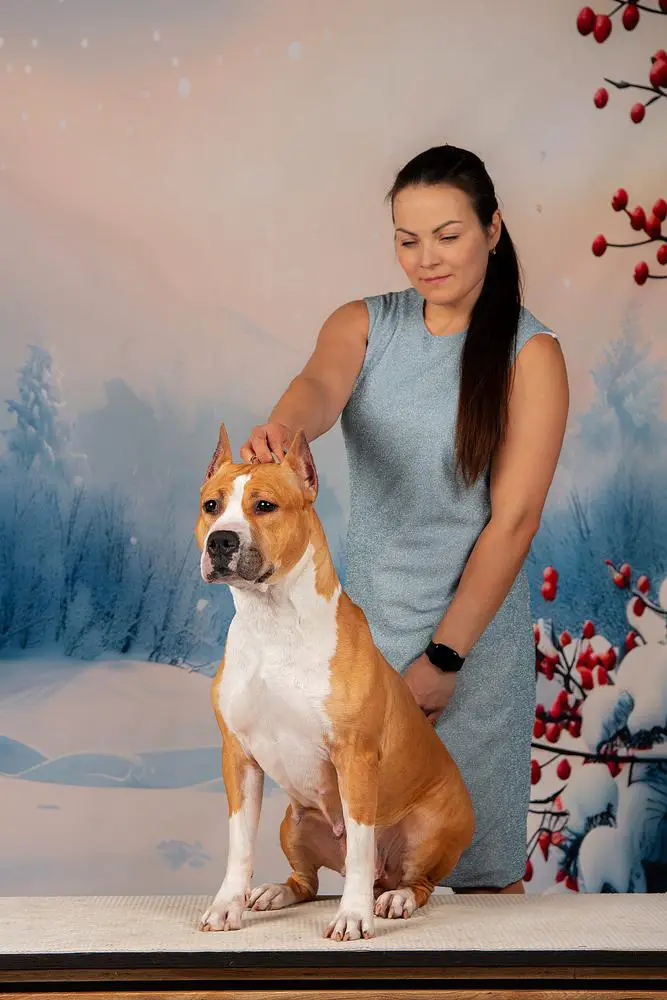 JCH RUS,RKF,CLUB RUS, CH RKF,RUS, BT Taiger Land Yuniko Markesa