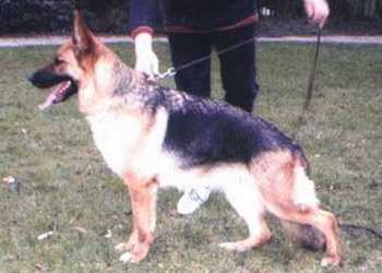 Missi von Sebaldsbrück