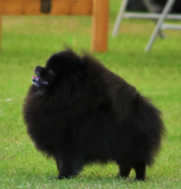 British Ch Rhapsody Fire at Trenarwyn