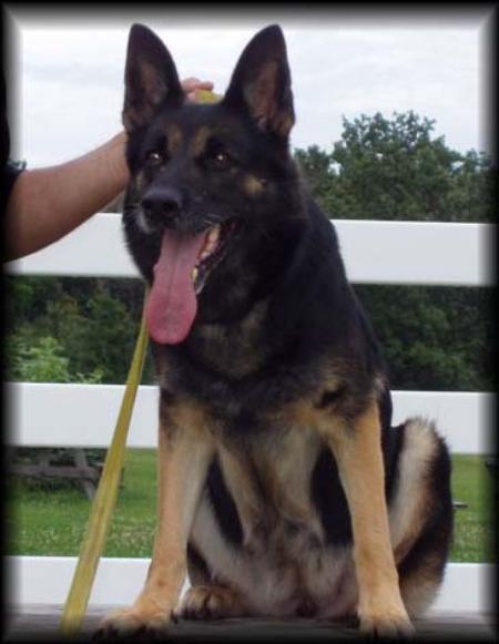 Zindy vom Kassler Kreuz