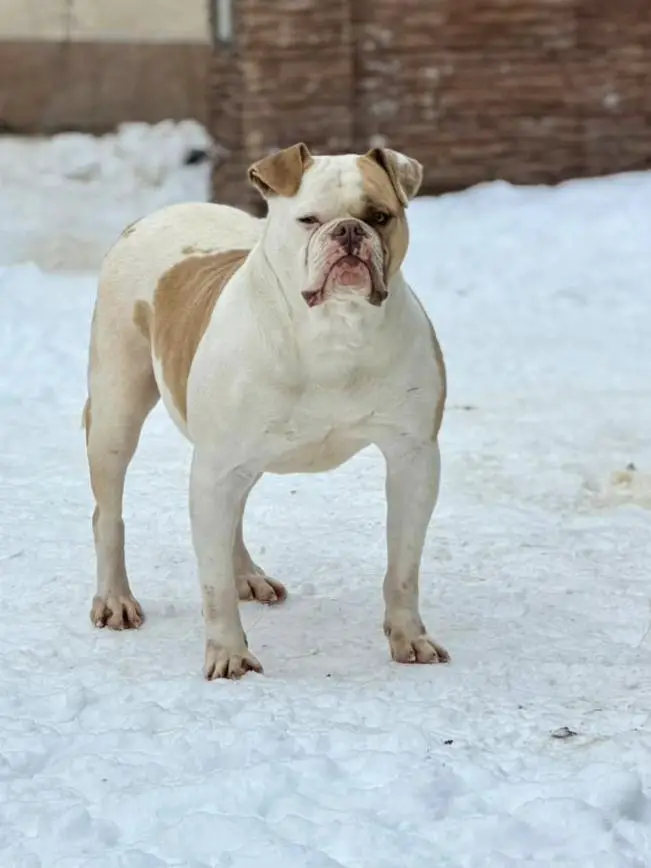 Cerberus Bulls Hera