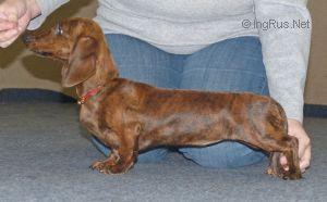 HAPPY DYNASTY UKRAINE STAR