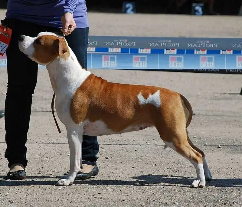 Int Ch, Mult Ch, 5xCACIB Faiter Blonde For The Show