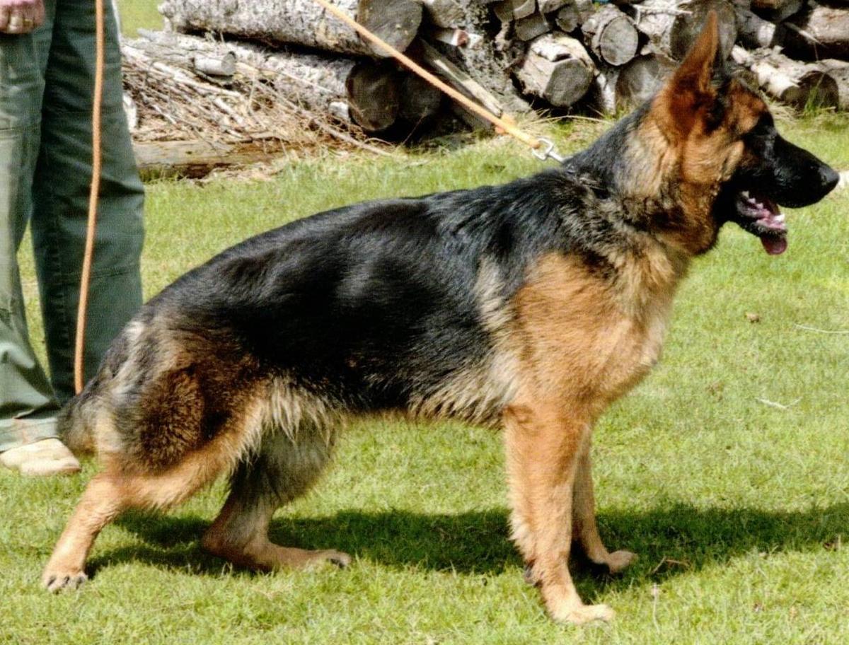 Bellanca vom Rivergreen