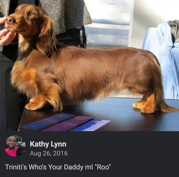 Triniti’s Who’s Your Daddy ML