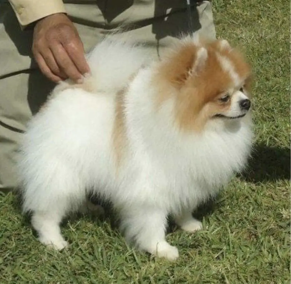 prestigious parti wonderful