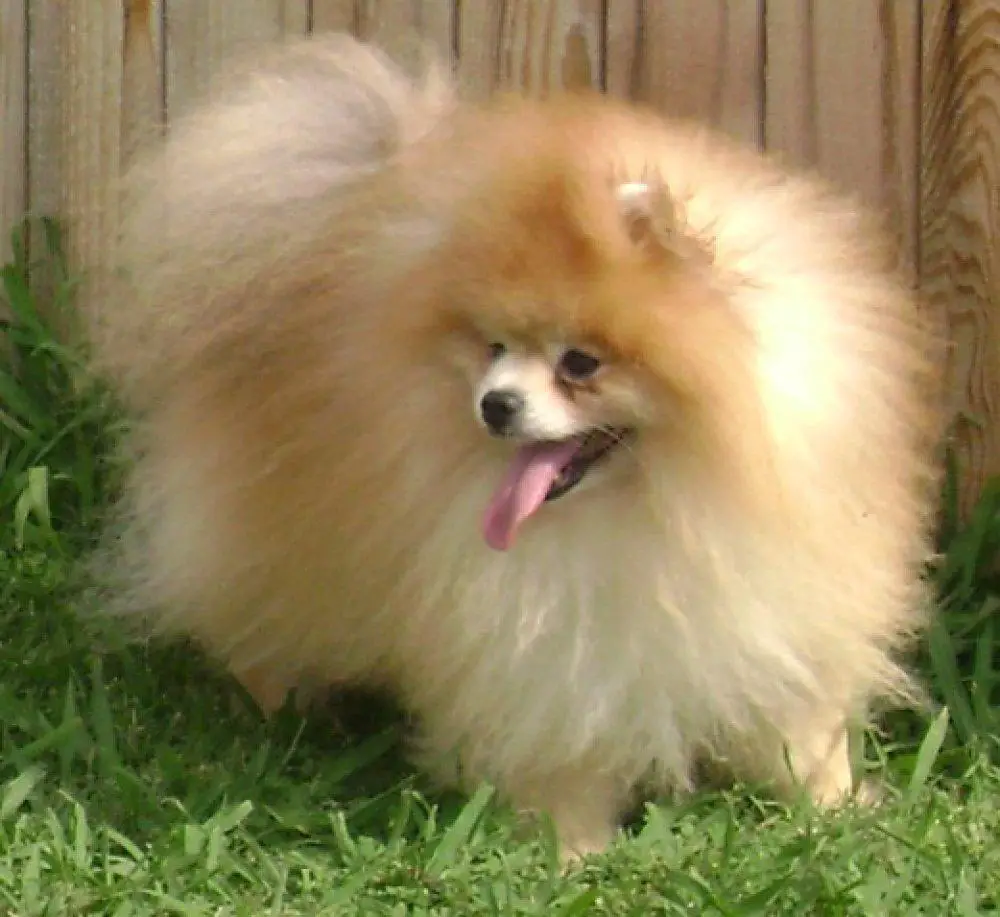 CH.USA Prestigious Mr Wonderfull